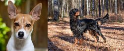 Rat Terrier vs Gordon Setter - Breed Comparison
