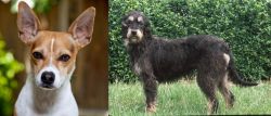 Rat Terrier vs Griffon Nivernais - Breed Comparison