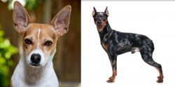 Rat Terrier vs Harlequin Pinscher - Breed Comparison