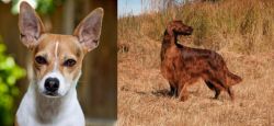 Rat Terrier vs Irish Setter - Breed Comparison