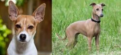 Rat Terrier vs Italian Greyhound - Breed Comparison