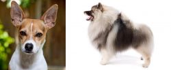 Rat Terrier vs Keeshond - Breed Comparison