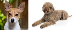 Rat Terrier vs Lagotto Romagnolo - Breed Comparison