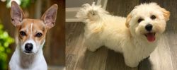 Rat Terrier vs Maltipoo - Breed Comparison