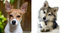 Rat Terrier vs Miniature Siberian Husky - Breed Comparison