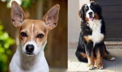 Rat Terrier vs Mountain Burmese - Breed Comparison