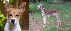Rat Terrier vs Mudhol Hound - Breed Comparison