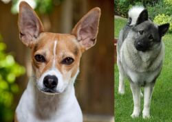 Rat Terrier vs Norwegian Elkhound - Breed Comparison