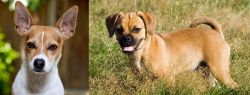 Rat Terrier vs Puggle - Breed Comparison