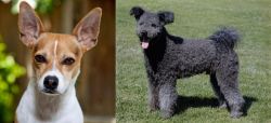 Rat Terrier vs Pumi - Breed Comparison