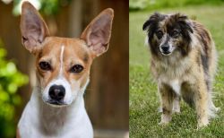 Rat Terrier vs Pyrenean Shepherd - Breed Comparison