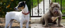 Ratonero Bodeguero Andaluz vs American Bully - Breed Comparison