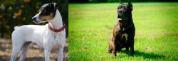 Ratonero Bodeguero Andaluz vs Bandog - Breed Comparison