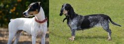 Ratonero Bodeguero Andaluz vs Basset Bleu de Gascogne - Breed Comparison