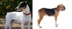 Ratonero Bodeguero Andaluz vs Beagle-Harrier - Breed Comparison