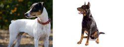 Ratonero Bodeguero Andaluz vs Beauceron - Breed Comparison