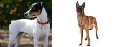 Ratonero Bodeguero Andaluz vs Belgian Shepherd Dog (Malinois) - Breed Comparison