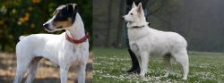 Ratonero Bodeguero Andaluz vs Berger Blanc Suisse - Breed Comparison