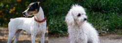 Ratonero Bodeguero Andaluz vs Bolognese - Breed Comparison