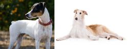 Ratonero Bodeguero Andaluz vs Borzoi - Breed Comparison