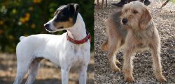 Ratonero Bodeguero Andaluz vs Bosnian Coarse-Haired Hound - Breed Comparison