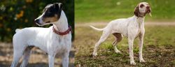 Ratonero Bodeguero Andaluz vs Braque du Bourbonnais - Breed Comparison