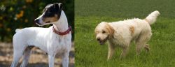 Ratonero Bodeguero Andaluz vs Briquet Griffon Vendeen - Breed Comparison