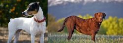 Ratonero Bodeguero Andaluz vs Chesapeake Bay Retriever - Breed Comparison