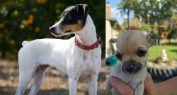 Ratonero Bodeguero Andaluz vs Chihuahua - Breed Comparison