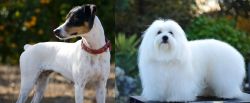 Ratonero Bodeguero Andaluz vs Coton De Tulear - Breed Comparison