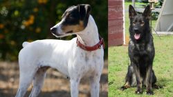 Ratonero Bodeguero Andaluz vs East German Shepherd - Breed Comparison