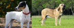 Ratonero Bodeguero Andaluz vs Fila Brasileiro - Breed Comparison