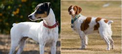 Ratonero Bodeguero Andaluz vs French Brittany - Breed Comparison