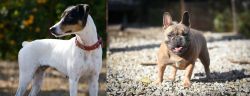 Ratonero Bodeguero Andaluz vs French Bulldog - Breed Comparison
