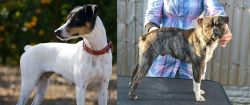 Ratonero Bodeguero Andaluz vs Fruggle - Breed Comparison