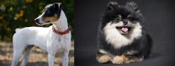 Ratonero Bodeguero Andaluz vs German Spitz (Klein) - Breed Comparison