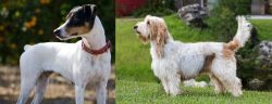 Ratonero Bodeguero Andaluz vs Grand Griffon Vendeen - Breed Comparison