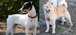 Ratonero Bodeguero Andaluz vs Hokkaido - Breed Comparison