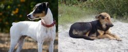 Ratonero Bodeguero Andaluz vs Indian Pariah Dog - Breed Comparison