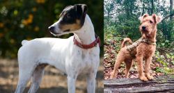 Ratonero Bodeguero Andaluz vs Irish Terrier - Breed Comparison