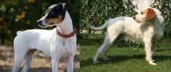 Ratonero Bodeguero Andaluz vs Istarski Ostrodlaki Gonic - Breed Comparison