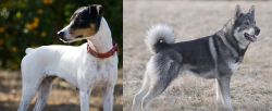Ratonero Bodeguero Andaluz vs Jamthund - Breed Comparison