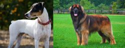 Ratonero Bodeguero Andaluz vs Leonberger - Breed Comparison
