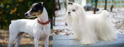 Ratonero Bodeguero Andaluz vs Maltese - Breed Comparison