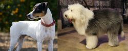 Ratonero Bodeguero Andaluz vs Old English Sheepdog - Breed Comparison