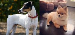 Ratonero Bodeguero Andaluz vs Pomeranian - Breed Comparison