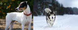 Ratonero Bodeguero Andaluz vs Siberian Husky - Breed Comparison