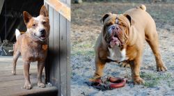 Red Heeler vs Australian Bulldog - Breed Comparison
