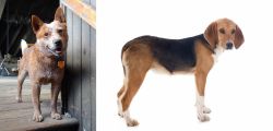 Red Heeler vs Beagle-Harrier - Breed Comparison