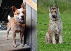 Red Heeler vs Belgian Shepherd Dog (Laekenois) - Breed Comparison